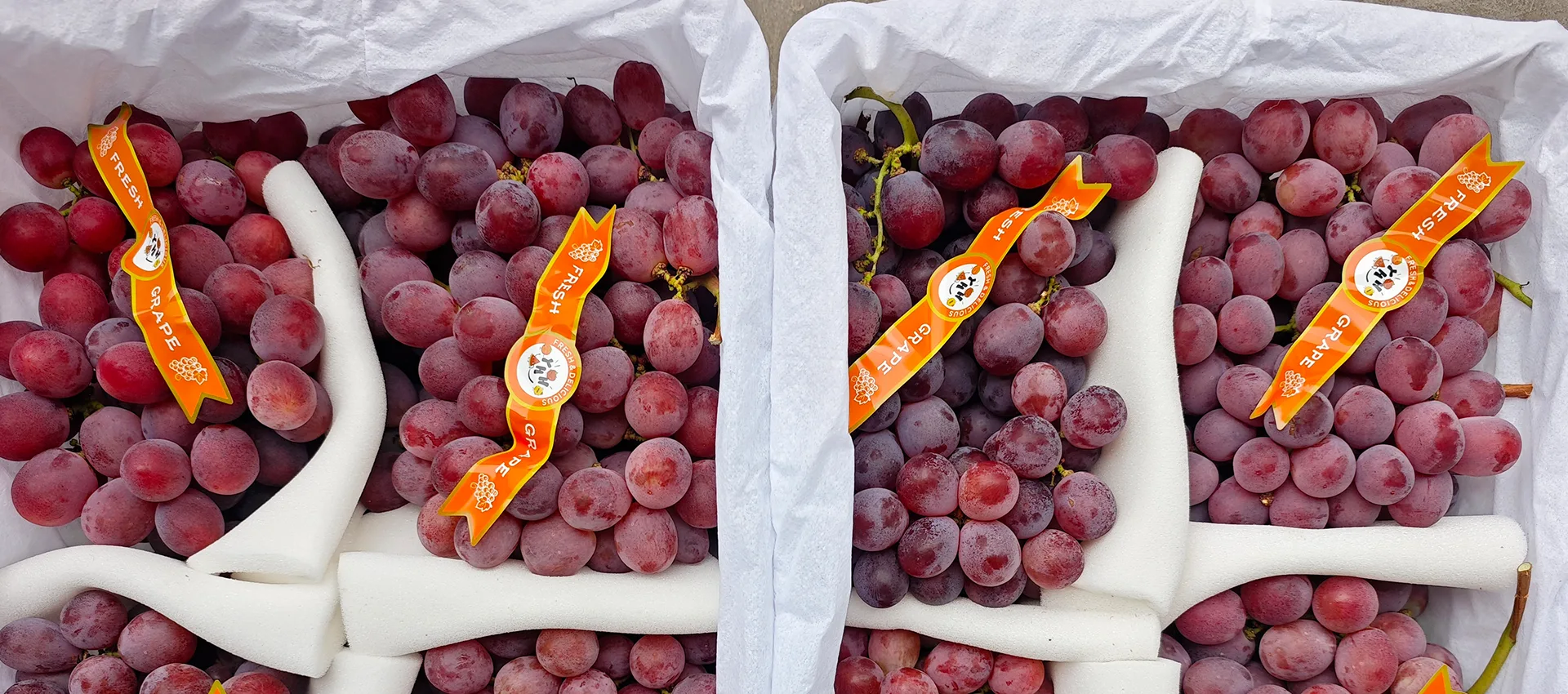 Tuam Tshoj Premium Fresh Grapes Chaw tsim tshuaj paus