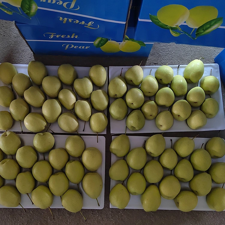 Ntuj Sweet Shandong Pears
