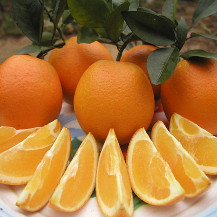 Premium Fresh Juicy Sweet Navel Txiv kab ntxwv
