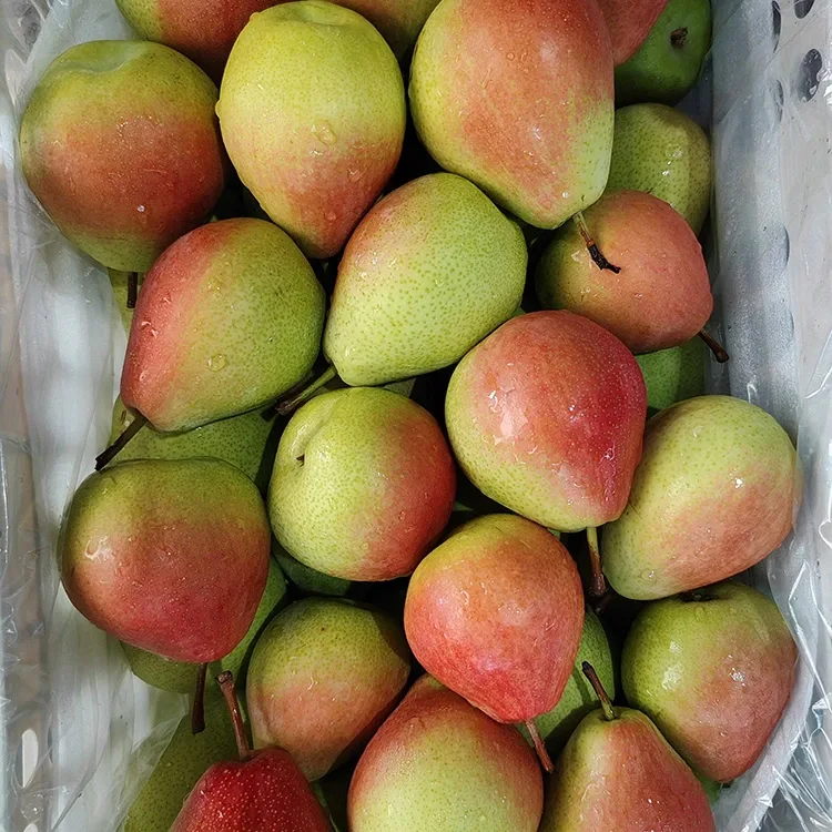 Premium Tes-Picked Eye-Catching Glossy-Liab Lub Xya Hli Liab Pear