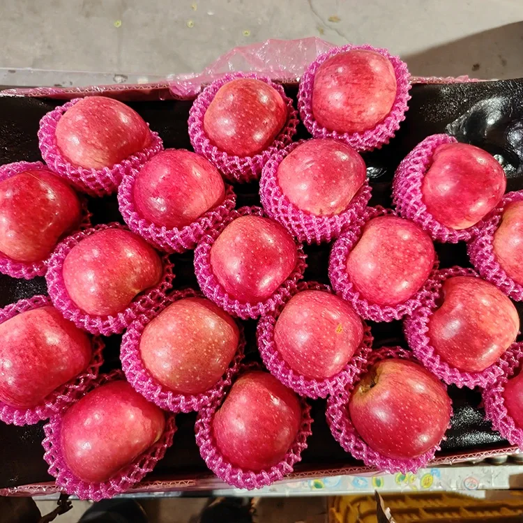 Superior Fresh Jiguan Kua txiv